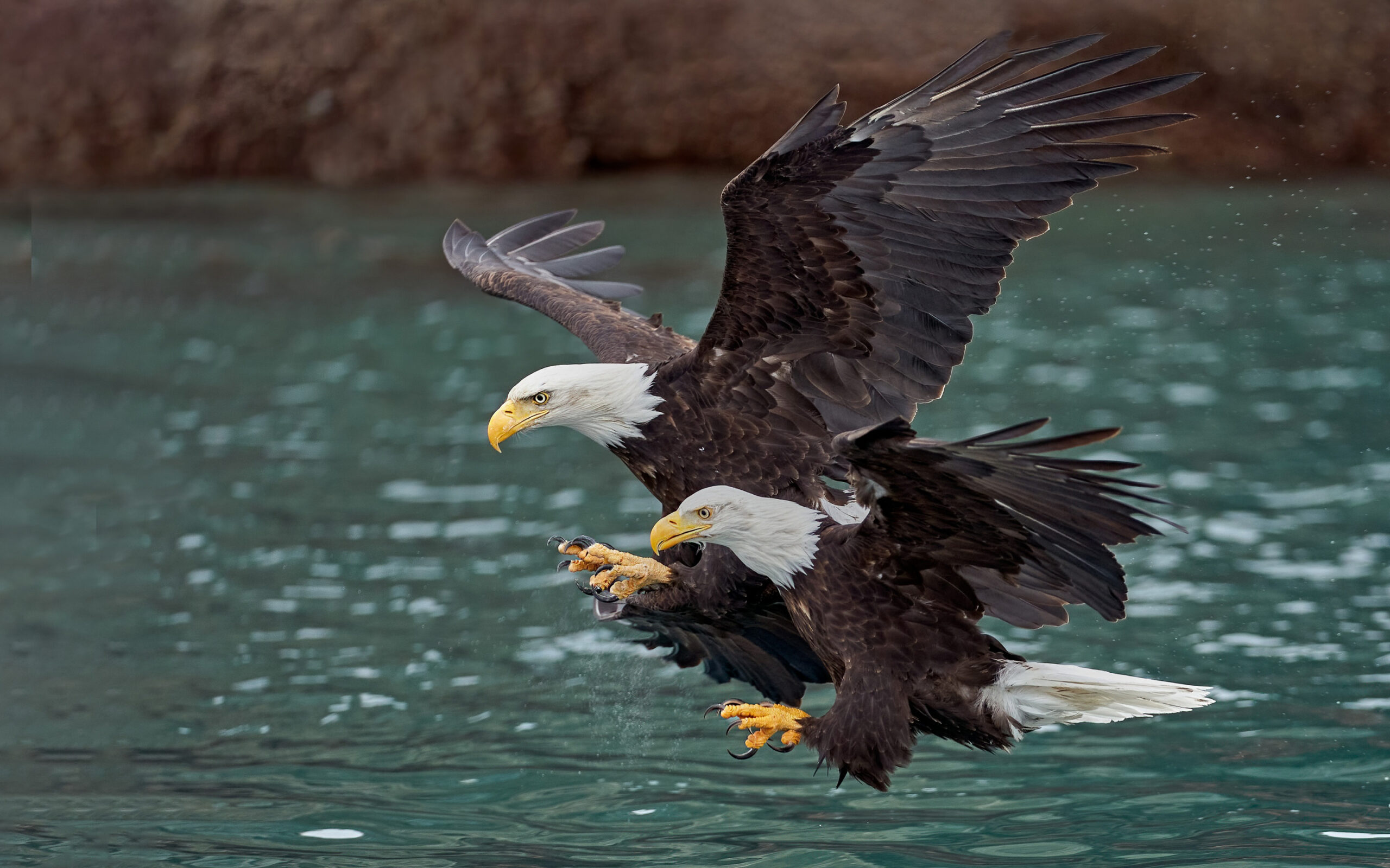 USFWS Tries Again to Make Eagle Take Permitting Process Work for Stakeholders and Wildlife