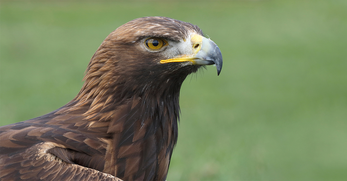 USFWS Issues Rule Revising Eagle Take Permit Regulations and Establishing General Permits for Take of Bald and Golden Eagles at Wind Projects and for Certain Other Activities